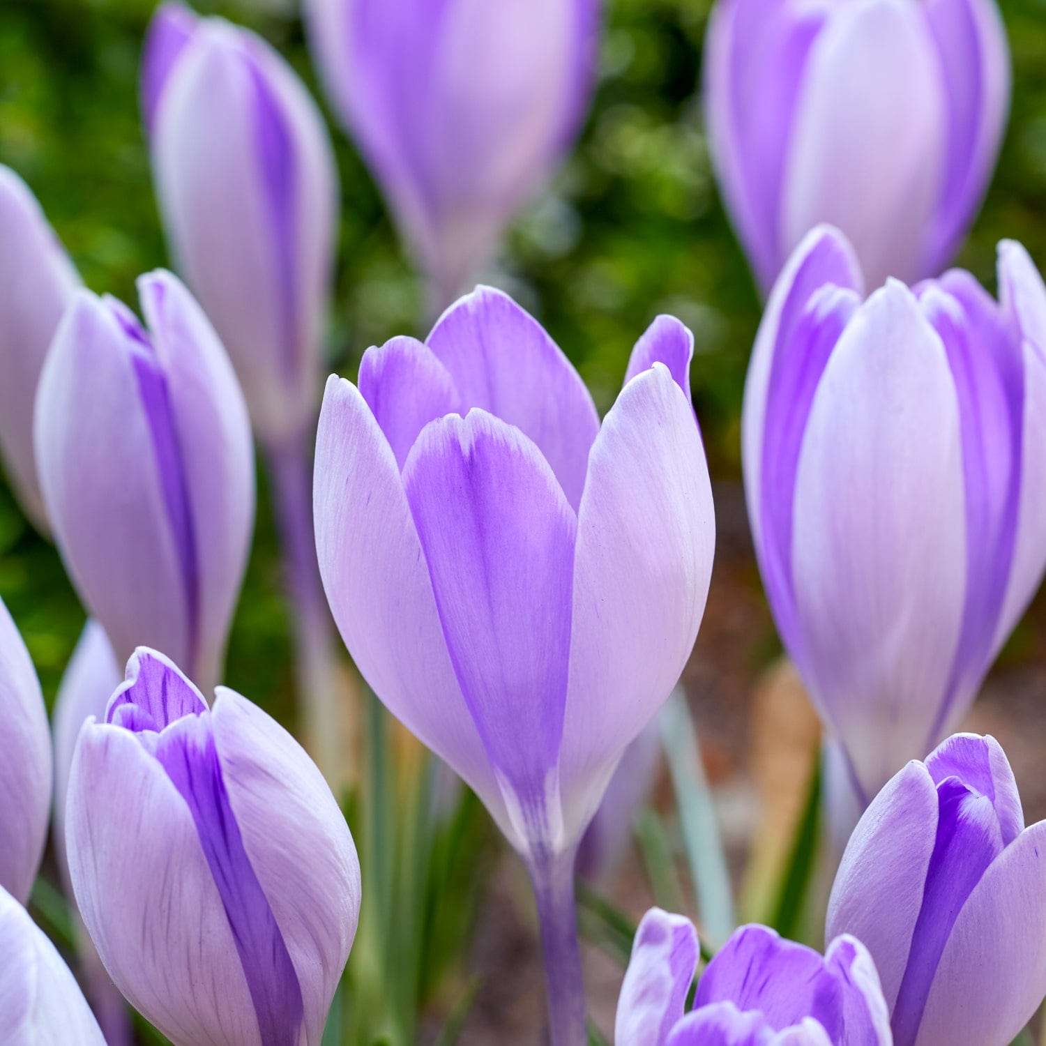 Crocus 'Vanguard'